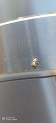 Salticidae