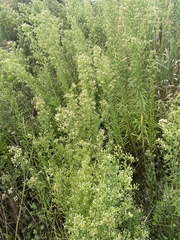 Erigeron