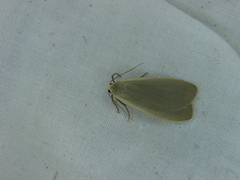 Eilema griseola