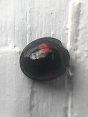 Chilocorus renipustulatus