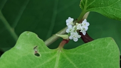 Reynoutria sachalinensis