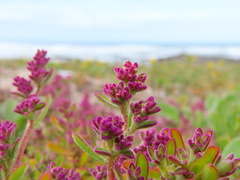 Tetragonia fruticosa