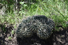 Mammillaria magnimamma