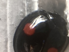 Chilocorus renipustulatus