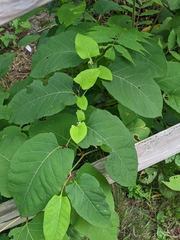 Reynoutria sachalinensis