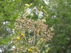 Sonchus palustris