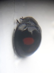 Chilocorus renipustulatus