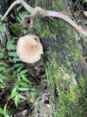 Lentinula raphanica