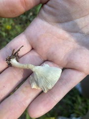 Ampulloclitocybe