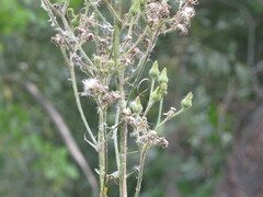 Sonchus palustris