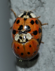 Hesperomyces harmoniae