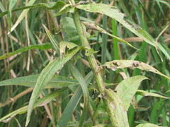 Sonchus palustris