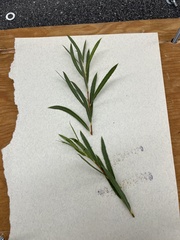 Salix exigua