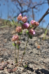 Lippia lupulina