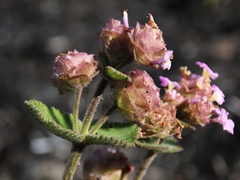 Lippia lupulina