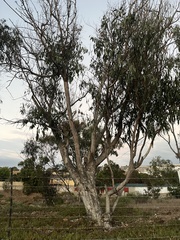 Eucalyptus polyanthemos