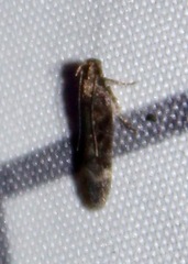 Chionodes formosella