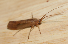 Limnephilus rhombicus