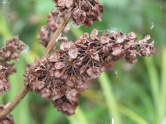 Rumex confertus