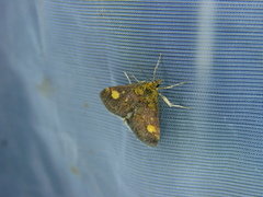 Pyrausta aurata
