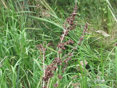 Rumex confertus