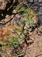 Eugenia langsdorffii
