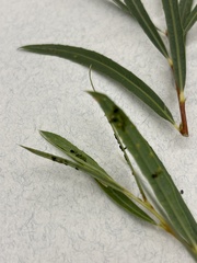 Salix exigua