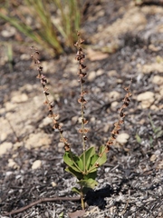 Eriope crassipes