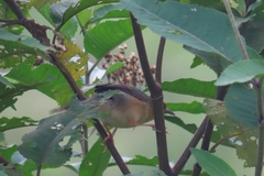 Prinia subflava