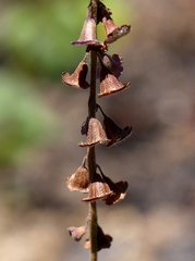 Eriope crassipes