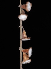 Eriope crassipes
