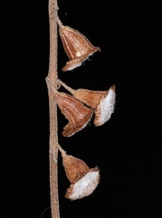 Eriope crassipes