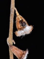 Eriope crassipes