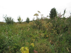 Ostericum palustre