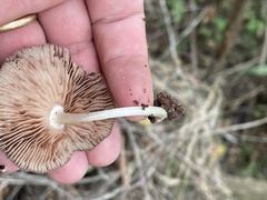 Pluteus longistriatus