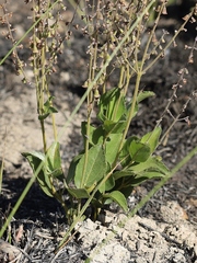 Eriope crassipes