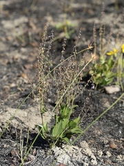 Eriope crassipes