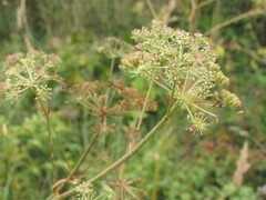 Ostericum palustre