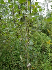 Populus tremula