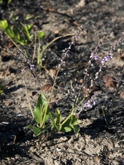 Eriope crassipes