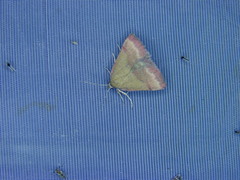 Phytometra viridaria