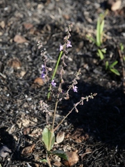 Eriope crassipes
