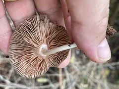 Pluteus longistriatus