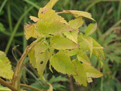 Ostericum palustre