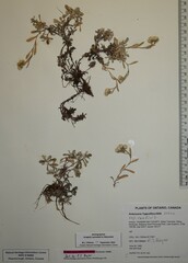 Antennaria rosea confinis