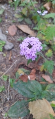Glandularia venturii