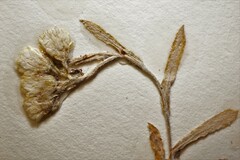 Antennaria rosea confinis