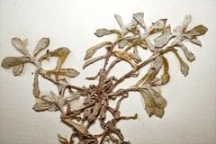 Antennaria rosea confinis