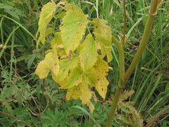 Ostericum palustre