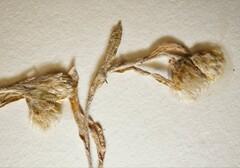 Antennaria rosea confinis